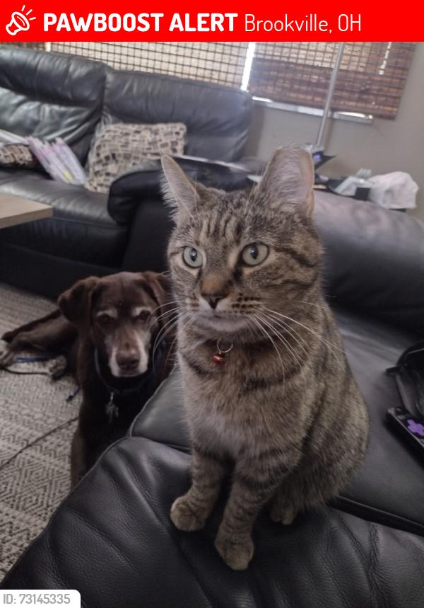Lost Female Cat last seen Terrace Park, Brookville, OH 45309