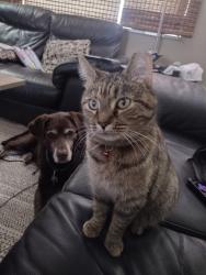 Lost Female Cat last seen Terrace Park, Brookville, OH 45309