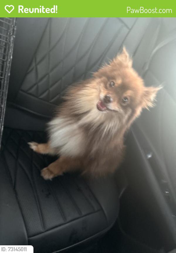 Reunited Female Dog last seen Near S State St, Sandy, UT 84070, USA, Sandy, UT 84070
