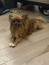 Lost Male Dog last seen Evening after supper, Laval, QC H7V 3K6