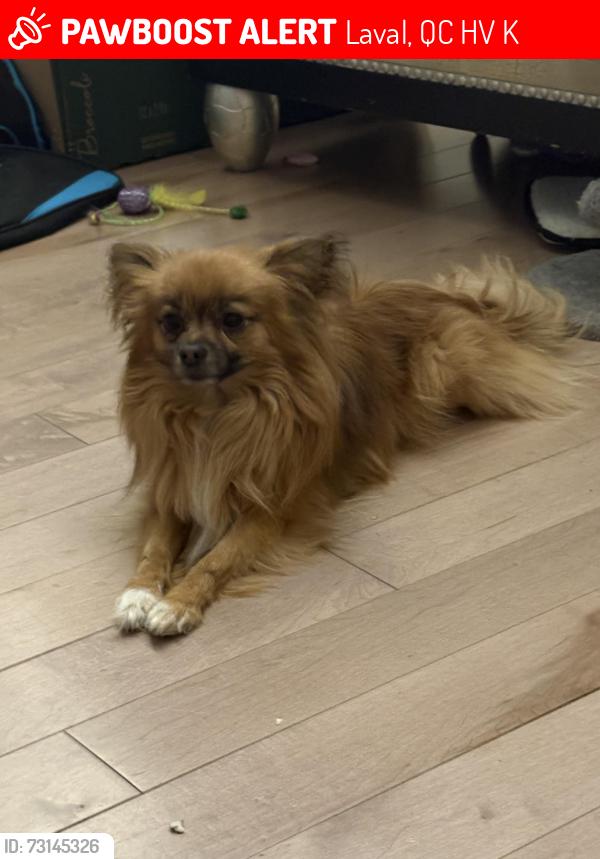 Lost Male Dog last seen Evening after supper, Laval, QC H7V 3K6