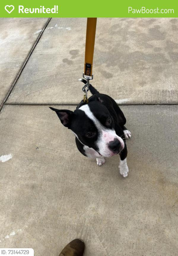 Reunited Male Dog last seen Walmart Neighborhood Market, Harker Heights, TX 76548