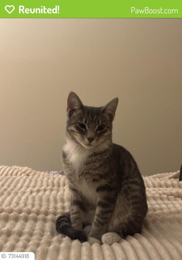 Reunited Female Cat last seen Tahoe Cir Dr, Wheeling, IL 60090