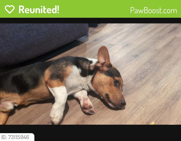 Reunited Male Dog last seen Old Houston hwy, Hempstead, TX 77445