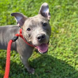 Shelter Stray Female Dog last seen , Animal Care & Control Team of Philly, 111 W Hunting Park Ave, Philadelphia, PA 19140, USA