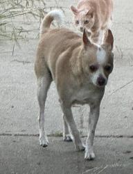 Reunited Male Dog last seen Reiger, Hayward, CA 94544