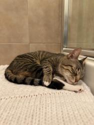 Found/Stray Male Cat last seen At the park, linconia park, Feasterville-Trevose, PA 19053