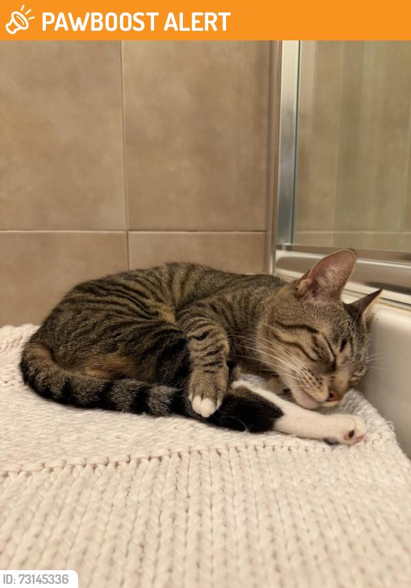 Found/Stray Male Cat last seen At the park, linconia park, Feasterville-Trevose, PA 19053