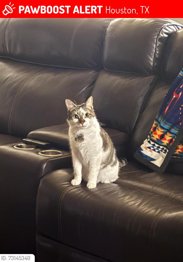 Lost Female Cat last seen Queenston and Longenbaugh, Houston, TX 77095