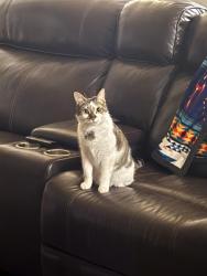 Lost Female Cat last seen Queenston and Longenbaugh, Houston, TX 77095