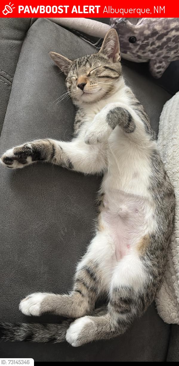 Found/Stray Male Cat last seen Lomas and Louisiana, Albuquerque, NM 87110