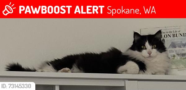 Lost Male Cat last seen S Jaques St and 9th Ave, Spokane, WA 99202