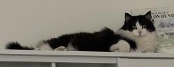 Lost Male Cat last seen S Jaques St and 9th Ave, Spokane, WA 99202