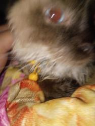 Reunited Female Cat last seen Brittany way 89107, Las Vegas, NV 89107