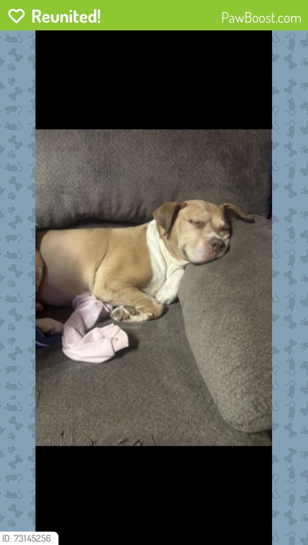 Reunited Female Dog last seen Last seen between vinal and Paige on 43rd st nw, Canton, OH 44709