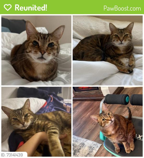 Reunited Female Cat last seen Bake, Lake Forest, CA 92610