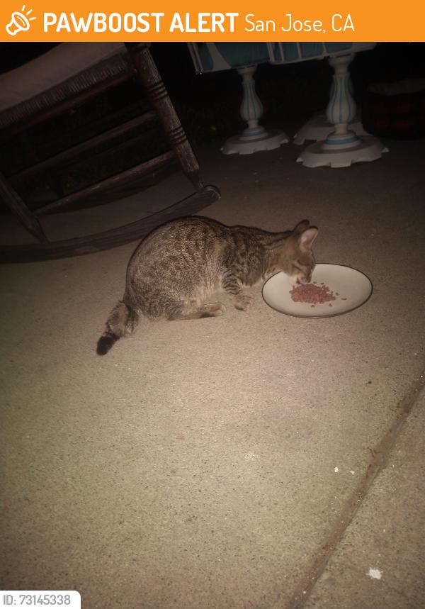 Found/Stray Unknown Cat last seen Olga/Williams, San Jose, CA 95117