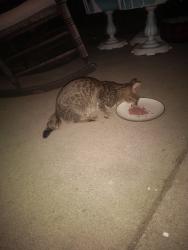 Found/Stray Unknown Cat last seen Olga/Williams, San Jose, CA 95117