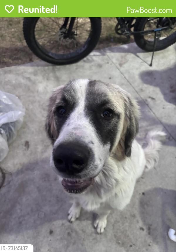 Reunited Female Dog last seen Stuckey all and 50, Groveland, FL 34736