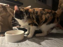 Reunited Female Cat last seen Benvenue & webster, Berkeley, CA 94705