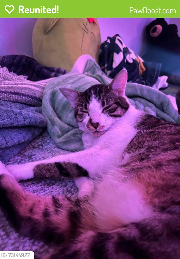 Reunited Male Cat last seen 3200-3268 35th Ave NE, Everett, WA 98201, Everett, WA 98201