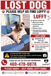 Lost Male Dog last seen Quitman, Houston, TX 77026