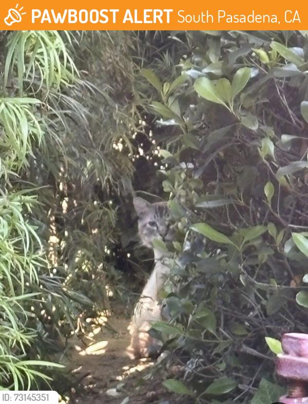 Found/Stray Unknown Cat last seen Ostrich Farm Lofts, South Pasadena, CA 91030