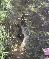 Found/Stray Unknown Cat last seen Ostrich Farm Lofts, South Pasadena, CA 91030