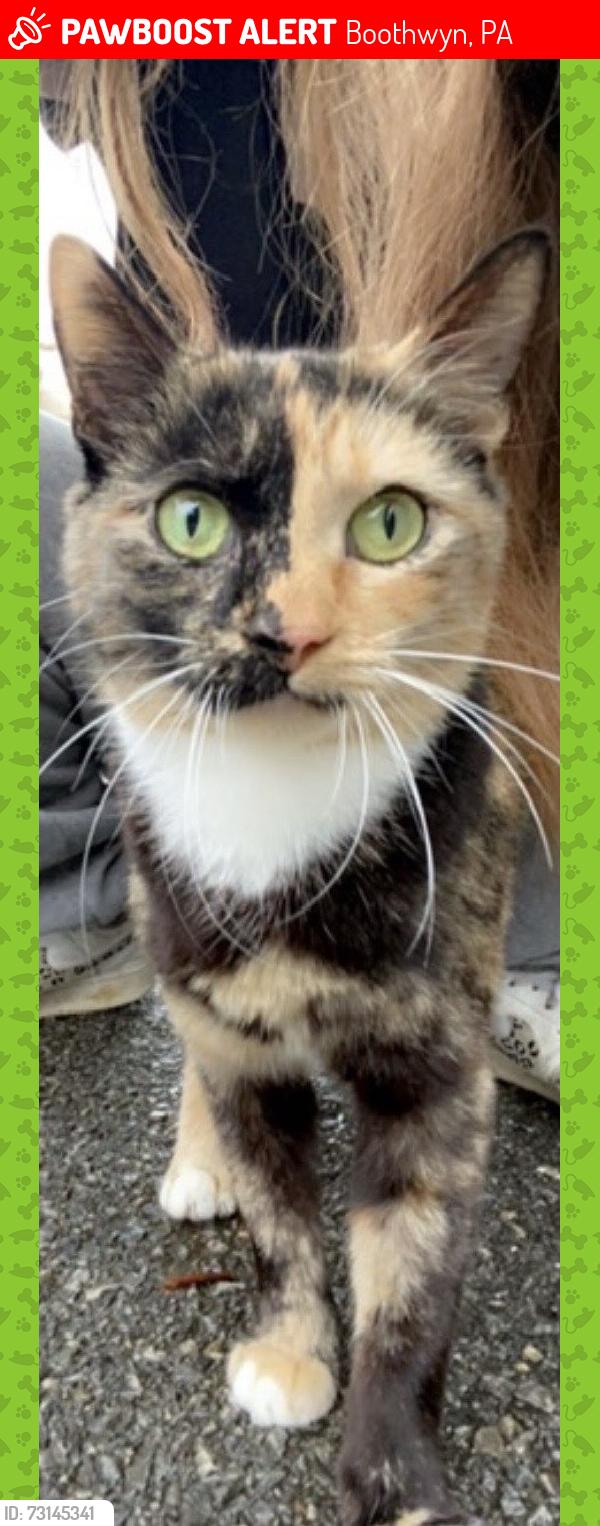 Lost Female Cat last seen Redwood Ave/rd, Boothwyn, PA 19061
