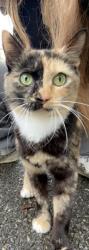 Lost Female Cat last seen Redwood Ave/rd, Boothwyn, PA 19061