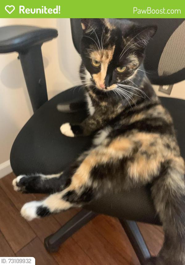 Reunited Female Cat last seen Gilead / Bud Henderson, Huntersville, NC 28078