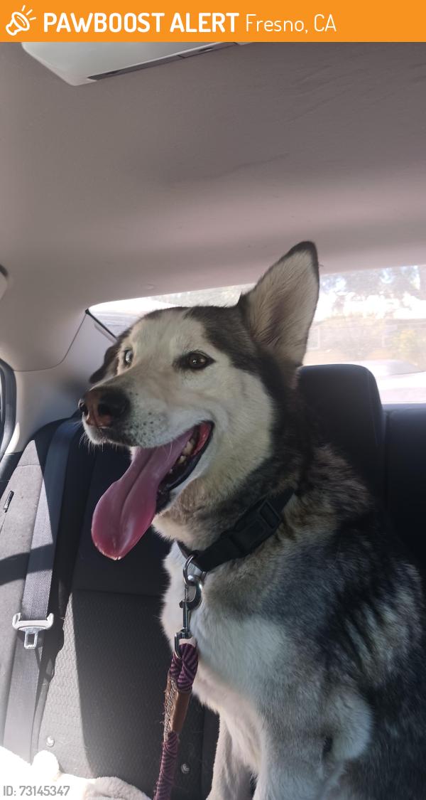 Found/Stray Male Dog last seen call, Fresno, CA 93710