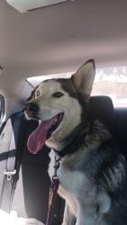 Found/Stray Male Dog last seen call, Fresno, CA 93710