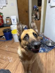 Found/Stray Female Dog last seen Stapley and southern, Mesa, AZ 85204