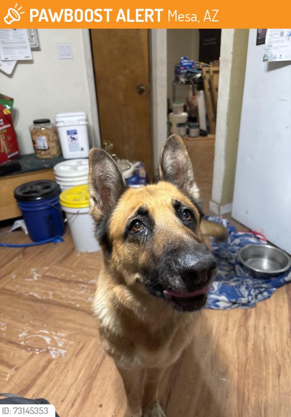 Found/Stray Female Dog last seen Stapley and southern, Mesa, AZ 85204