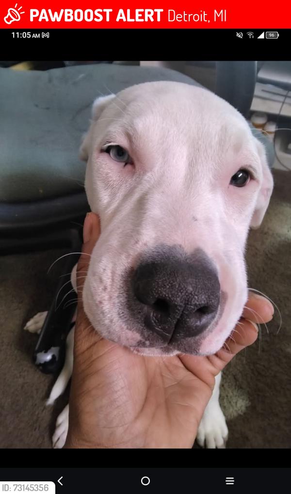 Lost Female Dog last seen 6mile an livernois wildemere Parkside birchrest, Detroit, MI 48235