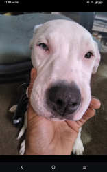Lost Female Dog last seen 6mile an livernois wildemere Parkside birchrest, Detroit, MI 48235