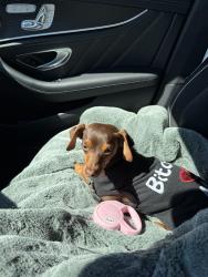 Lost Female Dog last seen Hoff road, O'Fallon, MO 63366