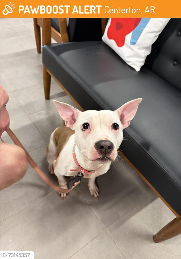 Found/Stray Female Dog last seen Lakeview Dr & Holly St, Centerton, AR 72719