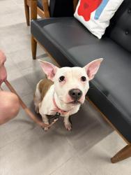 Found/Stray Female Dog last seen Lakeview Dr & Holly St, Centerton, AR 72719