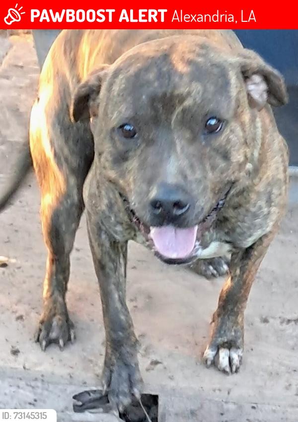 Lost Male Dog last seen Duhon Ln., Richard Ave., Smith St. areas Alexandria, La., Alexandria, LA 71301