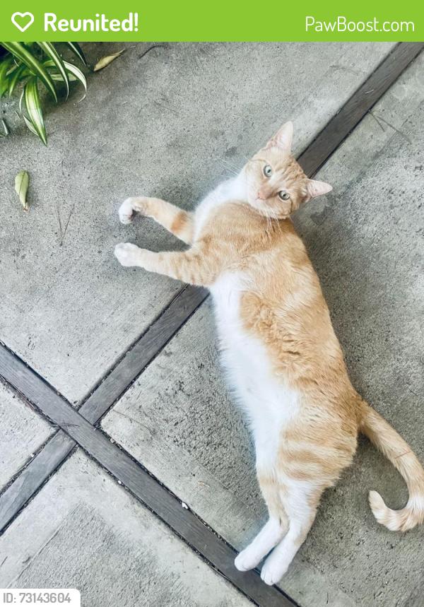 Reunited Unknown Cat last seen Treat Blvd, Concord, CA 94518