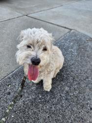 Found/Stray Male Dog last seen East 13th st Antioch, Antioch, CA 94509
