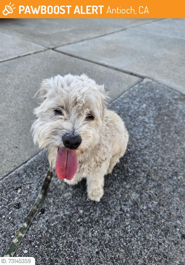 Found/Stray Male Dog last seen East 13th st Antioch, Antioch, CA 94509