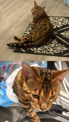 Lost Male Cat last seen crestline dr -welsh circle, Colorado Springs, CO 80916