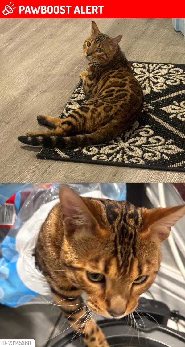Lost Male Cat last seen crestline dr -welsh circle, Colorado Springs, CO 80916