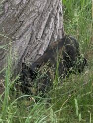 Lost Female Cat last seen Wyandot service plaza, Wyandot County, OH 43351