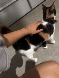 Reunited Female Cat last seen Katy tx, Katy, TX 77493