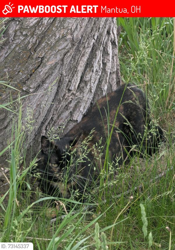 Lost Female Cat last seen Wyandot service plaza, Wyandot County, OH 43351