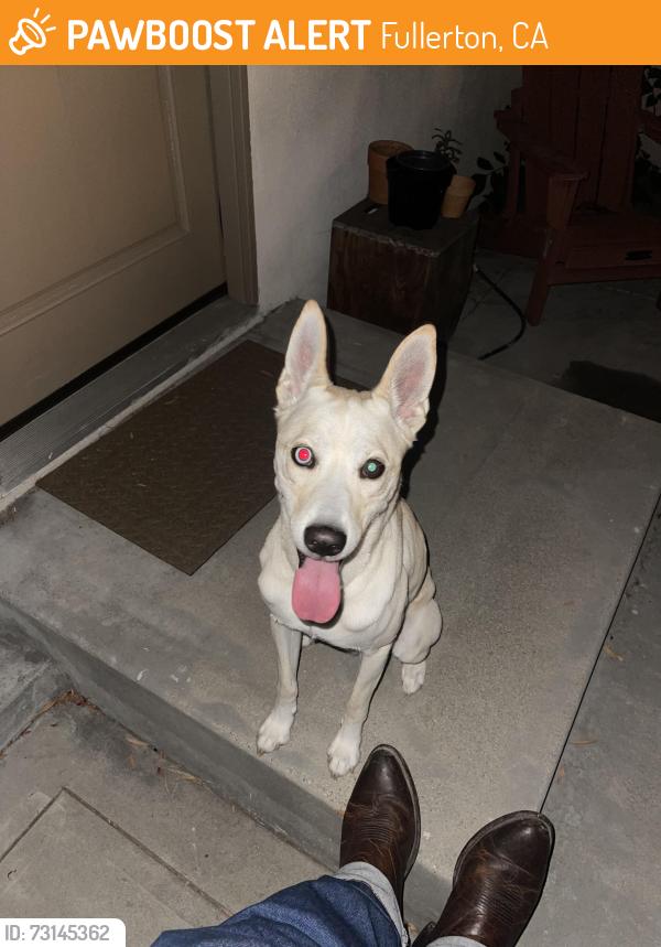 Found/Stray Male Dog last seen Fullerton gilbert, Fullerton, CA 92832